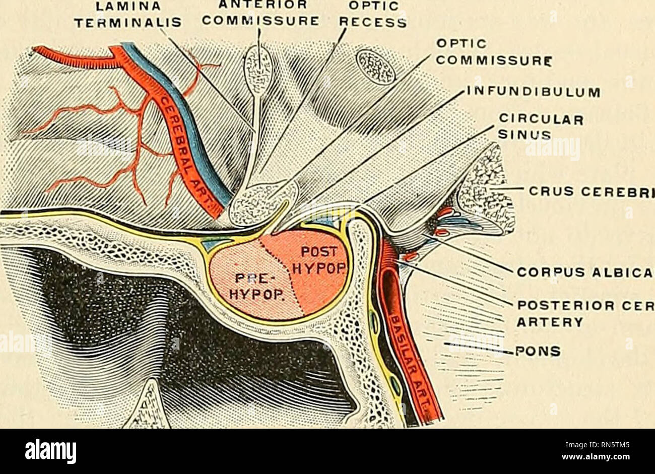 Anatomia, descrittivo e applicata. Anatomia. Parti derivate dalla  ribalta-cervello 909 il corpo della ghiandola pituitaria o ipofisi^ è una  struttura di duplice origine, dando luogo a una divisione in un  prehypophysis