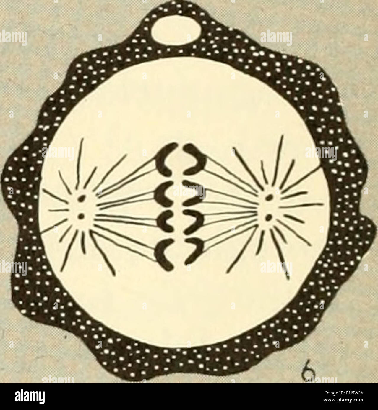 . La crescita degli animali e lo sviluppo. Embriologia; crescita; biologia; crescita; embriologia; Animali -- la crescita &AMP; sviluppo. 0. Fig. 26. La fecondazione (dopo Wilson). (I) Lo sperma contatti uovo. (2) Testa di sperma e midpiece immettere uovo attraverso la fecondazione cono; uovo nucleo pro- razione di BE riesce attraverso la meiosi II. (3) nucleo spermatico ingrandisce; midpiece costruisce il mandrino e gli astri; meiosi II di uovo completa per dare corpo polare e funzionale, haplold nucleo di uovo. (4) lo sperma e nuclei di uovo a migrare verso gli uni con gli altri attraverso il mandrino midpiece; le membrane nucleari abbattere. (5) i cromosomi si dispongano su mitotica Foto Stock