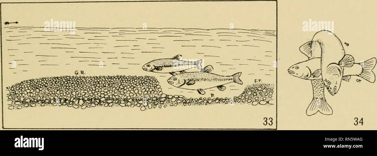 . Comunità di animali in America temperate, come illustrato nella regione di Chicago ; uno studio in ecologia animale. Ecologia animale; Zoologia. Flussi intermittente 91 ossigeno-consumando escrezioni e decadendo materiale vegetale. Questo potrebbe causare la morte di ardito pesci. AUee (53) trovato molto poco ossigeno nelle acque di tale pool. Come è, le piscine spesso fino a secco e i pesci muoiono. Il secondo pesce per inserire un piccolo ruscello che sembra avere molti dei caratteri del primo. Di solito è il rosso-panciuto dace (Chrosomus erythrogaster), che genera sulle spiagge sabbiose o ghiaiose inferiore (93) ma toler- ates in piedi Foto Stock