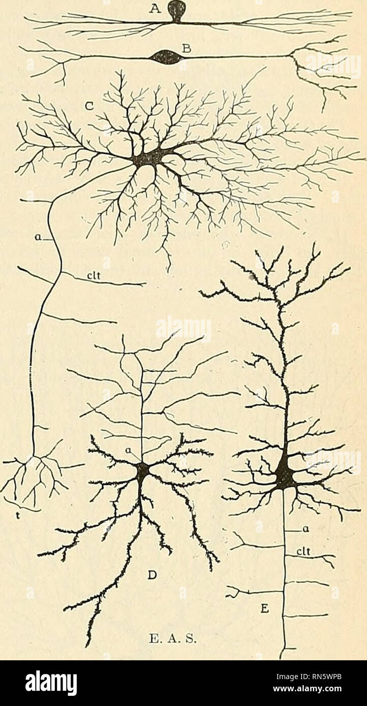 . Anatomia, descrittivo e applicata. Anatomia. Il COBD spinale e cerebrale 807 il movimento. Tlarrison dimostrazione dell' è di grande importanza in connessione con la "Teoria di ritrazione" e oll.cr idee legate al neurone dottrina. 2. In cresta neurale tessuti.-Il tessuto nervoso elementi del sistema simpatico e dei gangli dei nervi cranici e radici dorsali del s]&GT;inale nervi sono derivate dalla cresta neurale. Tralasciando per il momento lo sviluppo del sistema simpatico, si è trovato che le cellule della coppia di masse che diventano il cerebrospina Foto Stock