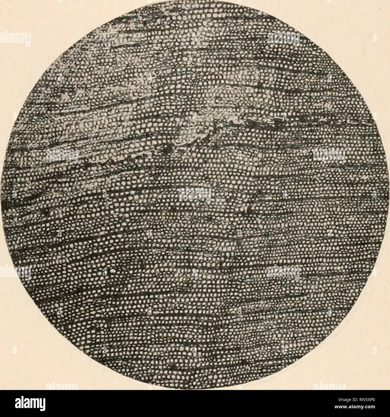 . L'anatomia di piante legnose. Botanica -- anatomia. Struttura anatomica e evoluzione climatica 421 al di sotto di un grado sufficiente di ingrandimento per mostrare l'essenziale fea- tures della struttura. Il tracheids sono così lunghi che solo una piccola parte di essi può essere mostrato in figura. Le pareti sono coperte con affollati box disposte in modo alternato senza interposizione di barre di Sanio. Il parenchima solo presente è radiale e la fine dell'anello annuale è segnato dalla presenza di tracheids che sono leggermente più stretti in dimensioni radiali ma altrimenti non differiscono da quelle che si trovano nel re Foto Stock