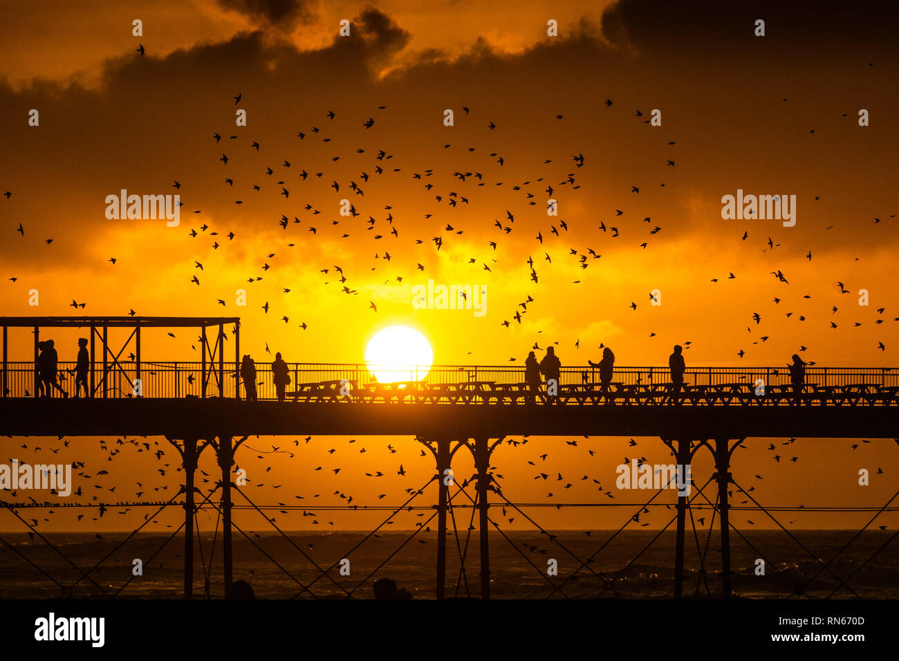 Aberystwyth, UK. Xvii Feb, 2019. Regno Unito Meteo. Come il sole tramonta drasticamente nel corso Cardigan Bay alla fine di un altro giorno di caldo clima soleggiato, persone in piedi alla fine del molo a Aberystwyth sono circondati da alcune decine di migliaia di storni che posatoio per la notte della foresta di ghisa gambe sotto Aberystwyth vittoriana molo sul mare.La west coast città è una delle poche aree urbane posatoi nel paese e attira gente da tutto il Regno Unito per testimoniare la spettacolare nightly visualizza tra ottobre e marzo. Credito: keith morris/Alamy Live News Foto Stock
