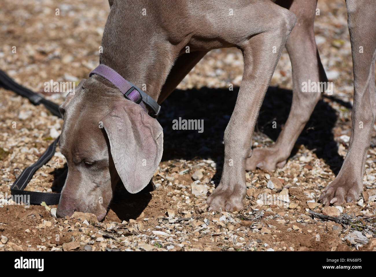 A Abejar, Soria, Spagna. Xvii Feb, 2019. Un cane è visto la ricerca di un tartufo durante il XVII Nazionale del Tartufo-sniffing cani in concorrenza a Abejar, nel nord della Spagna.Circa 17 partecipanti di diverse province della Spagna prendere parte nel XVII Nazionale del Tartufo-sniffing del cane in concorrenza a Abejar, nel nord della Spagna. Tartufi, noto come l'oro nero, può recuperare fino a $800 un chilogrammo. Credito: Jorge Sanz SOPA/images/ZUMA filo/Alamy Live News Foto Stock