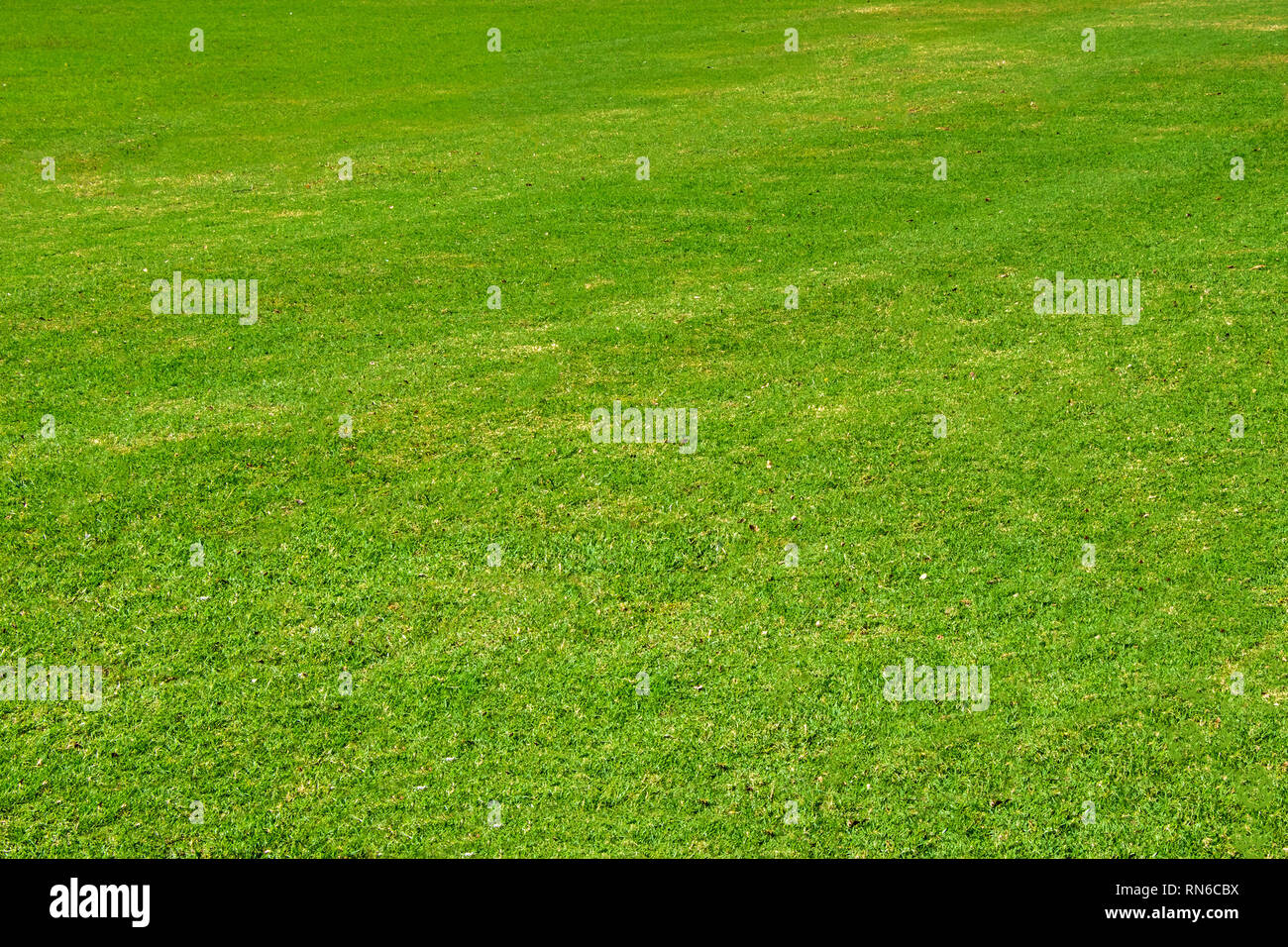 Verde scuro giardino prato, tranquillo giardino pulito con un fresco prato falciato Foto Stock