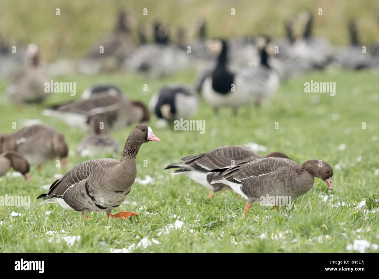 Maggiore bianco-fronteggiata oche / Blaessgaense ( Anser albifrons ) insieme con oche Barncle ( Branta leucopsis ), gregge comune in inverno, alimentazione, wild Foto Stock