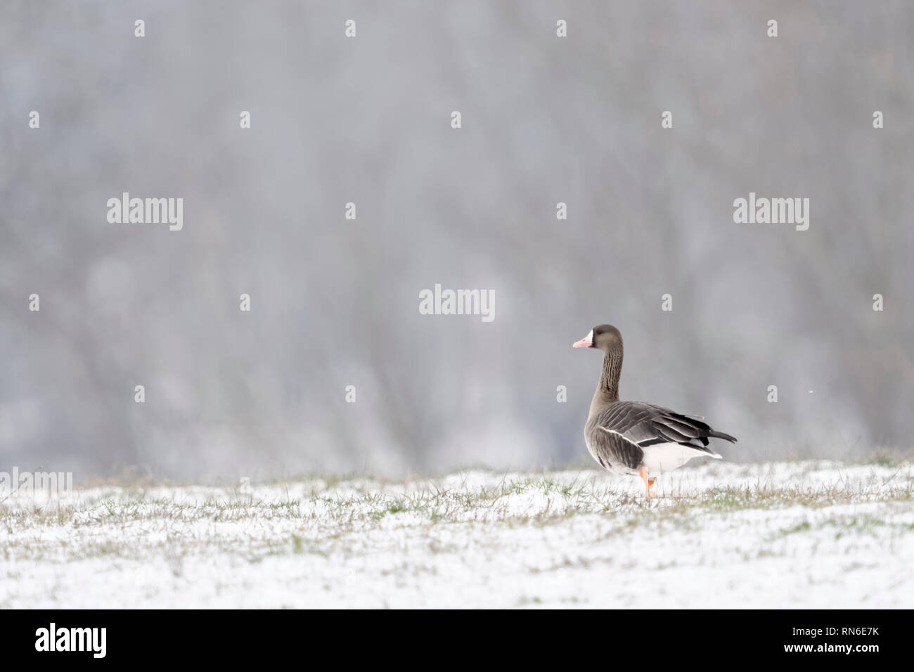 Bianco-fronteggiata Goose / Blaessgans ( Anser albifrons ) sulla coperta di neve la prateria, singolo uccello, nella parte anteriore del tipico sfondo, a piedi, fauna selvatica, E Foto Stock