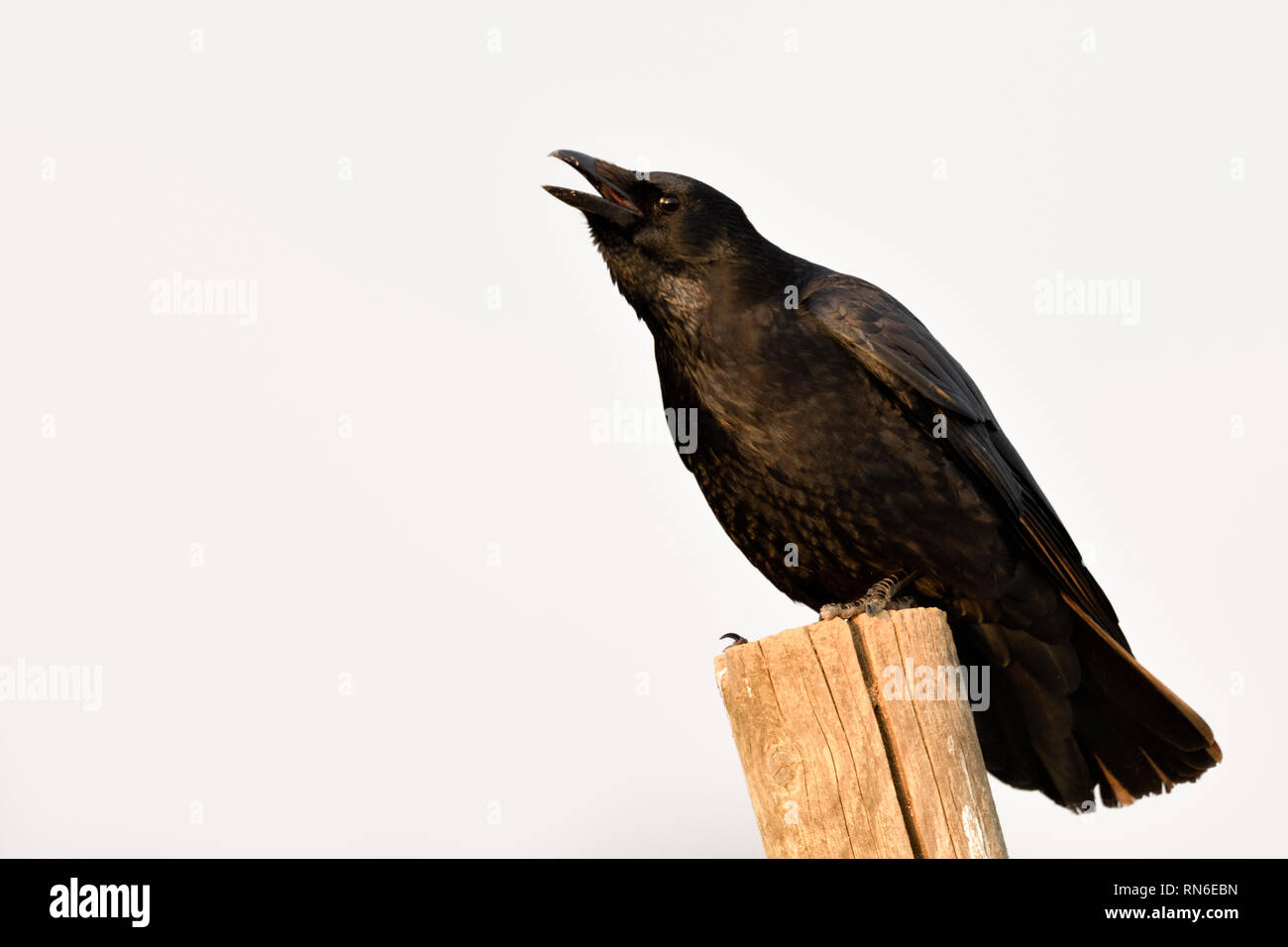 Carrion Crow / Rabenkraehe ( Corvus corone ) in inverno, appollaiato su un palo di recinzione, chiamando, crawing rumorosamente, fauna selvatica, l'Europa. Foto Stock
