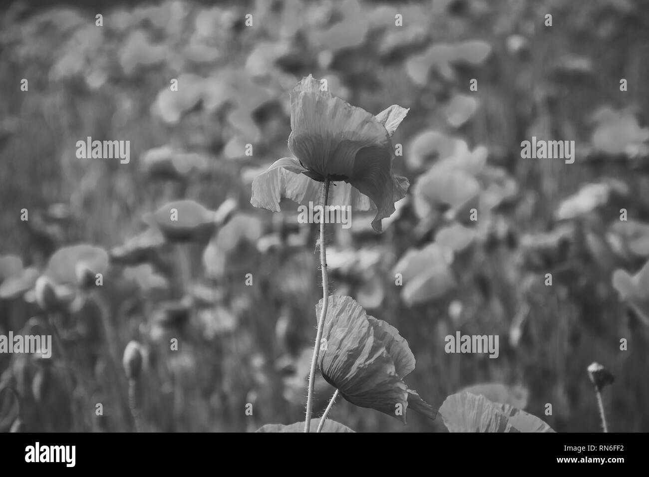 In estate e primavera, paesaggio, semi di papavero. Foto Stock