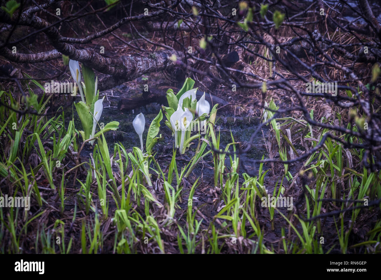 Asiatica di Skunk cavolo (Lysichiton camtschatcensis) fioritura in paludi. Tsugaike, Hakuba Mountain Range, Nagano, Giappone. Inizio estate piaceri. Foto Stock