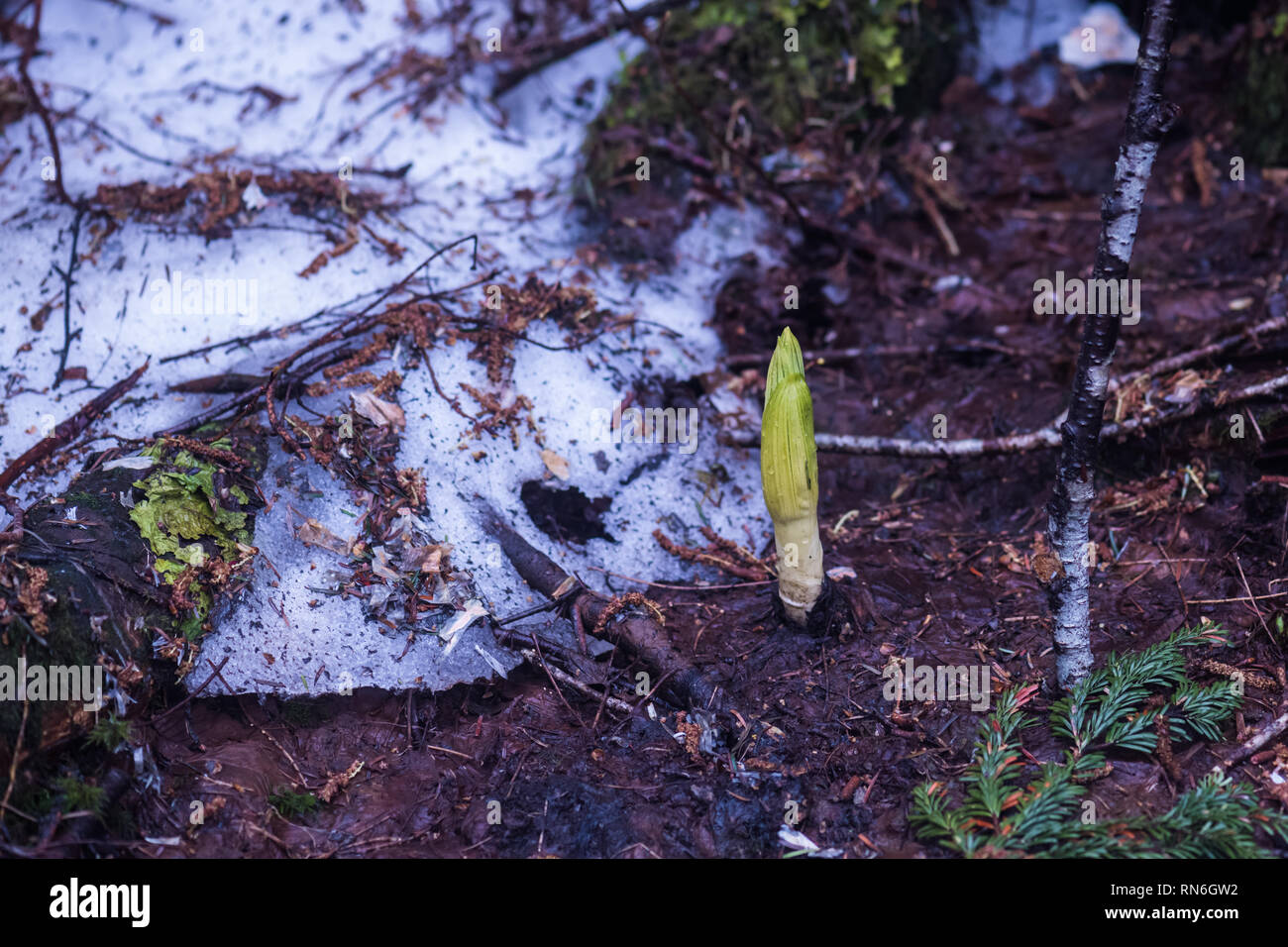 La germogliazione di asiatici di Skunk cavolo (Lysichiton camtschatcensis). È emerge accanto alla neve residua. Tsugaike, Hakuba, Nagano, Giappone. Foto Stock