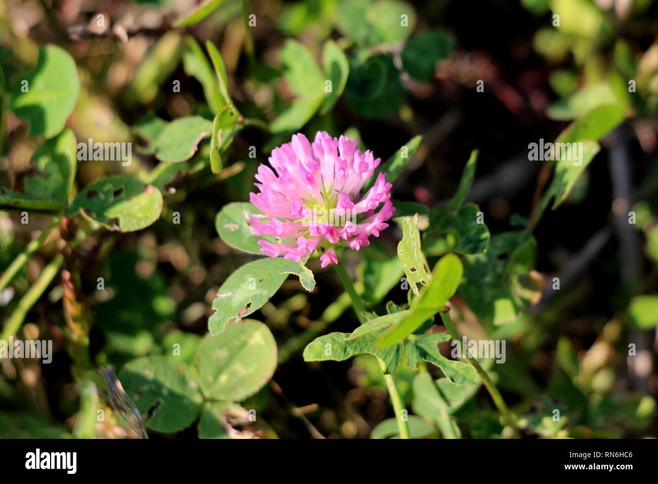 Trifoglio o singolo di trifoglio aprire completamente bianco a rosa fiore in fiore circondato con foglie verdi e altri impianti nel giardino locale sulla calda giornata di sole Foto Stock