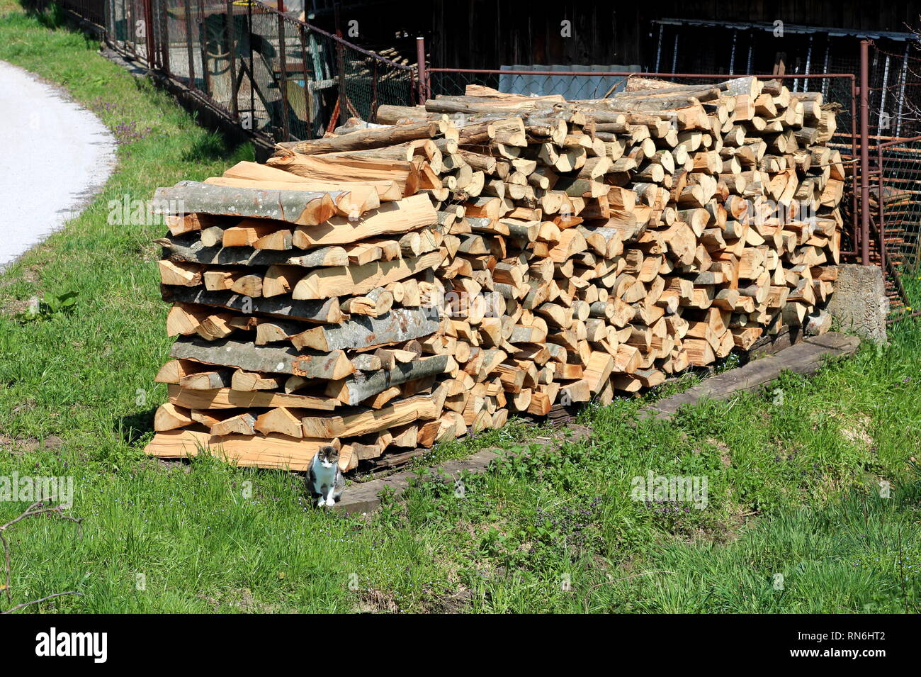 Legna da ardere preparato per il riscaldamento invernale in pile di grandi dimensioni nella parte anteriore del metallo arrugginito recinto circondato da erba non tagliata e piccolo gatto domestico Foto Stock