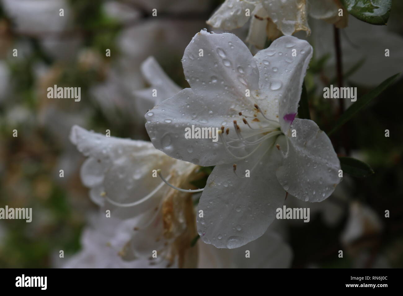 Fiori bianchi dopo una pioggia Foto Stock