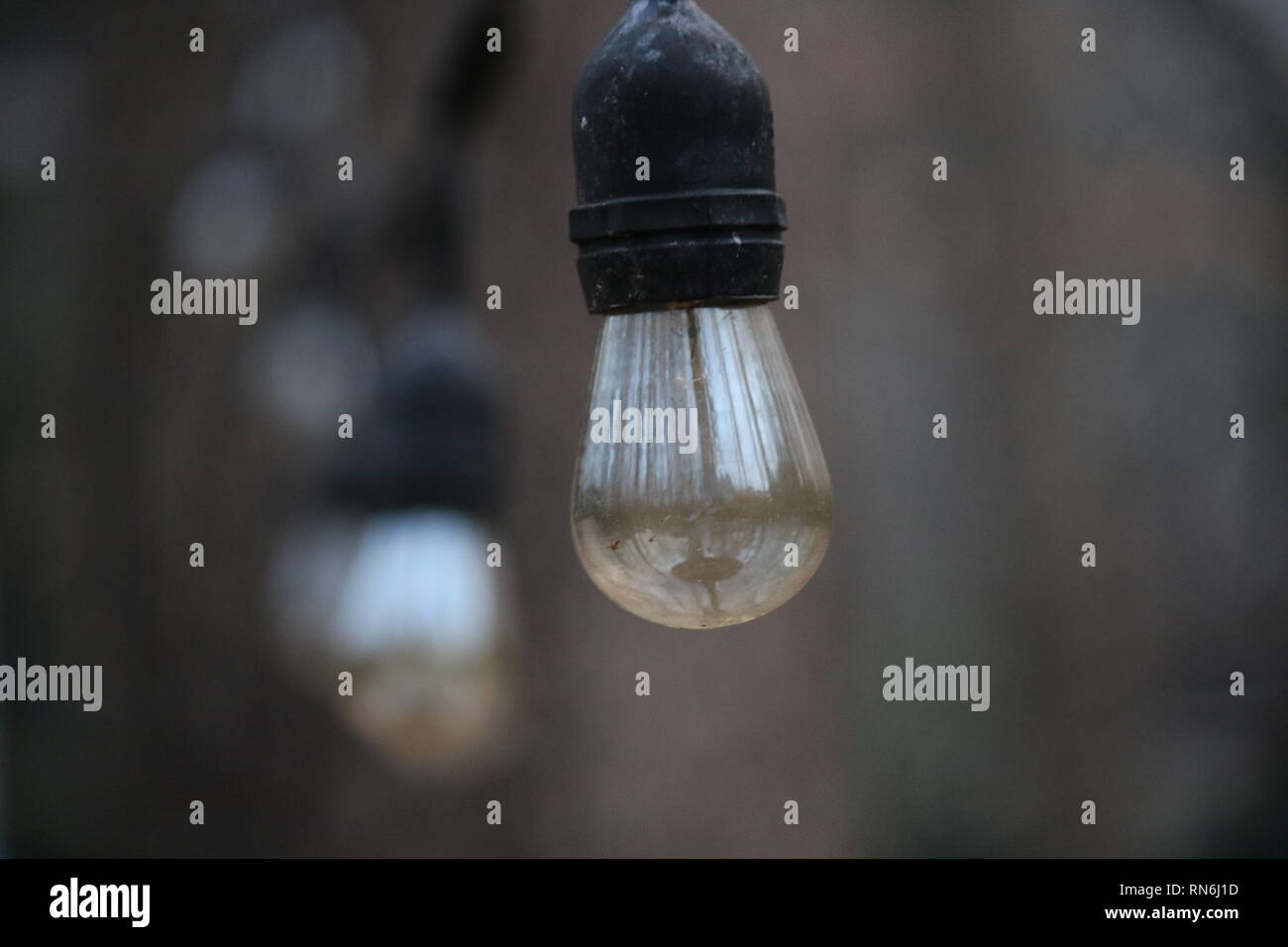 Stringa di lampadine nel bosco Foto Stock