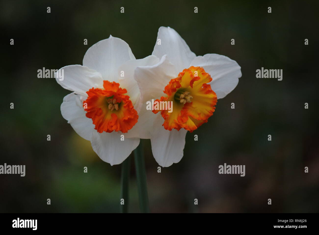 Arancione e bianco fiore Foto Stock