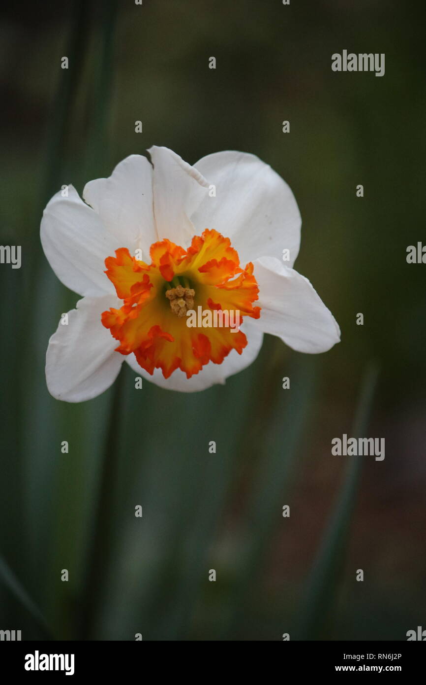 Arancione e bianco fiore Foto Stock