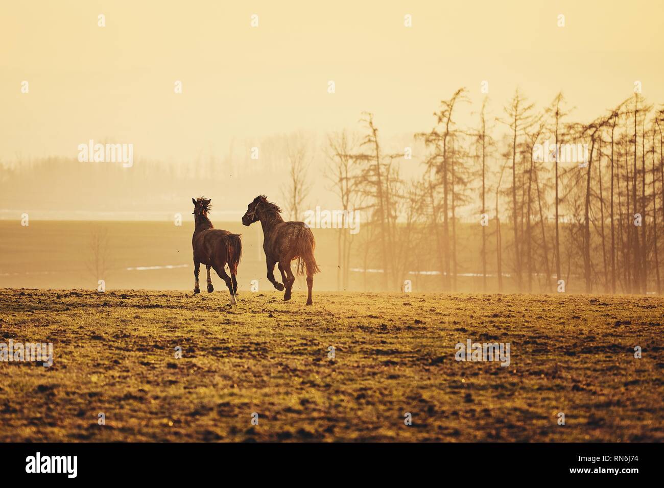 Due cavalli sul campo contro il paesaggio al tramonto dorato, Repubblica Ceca Foto Stock