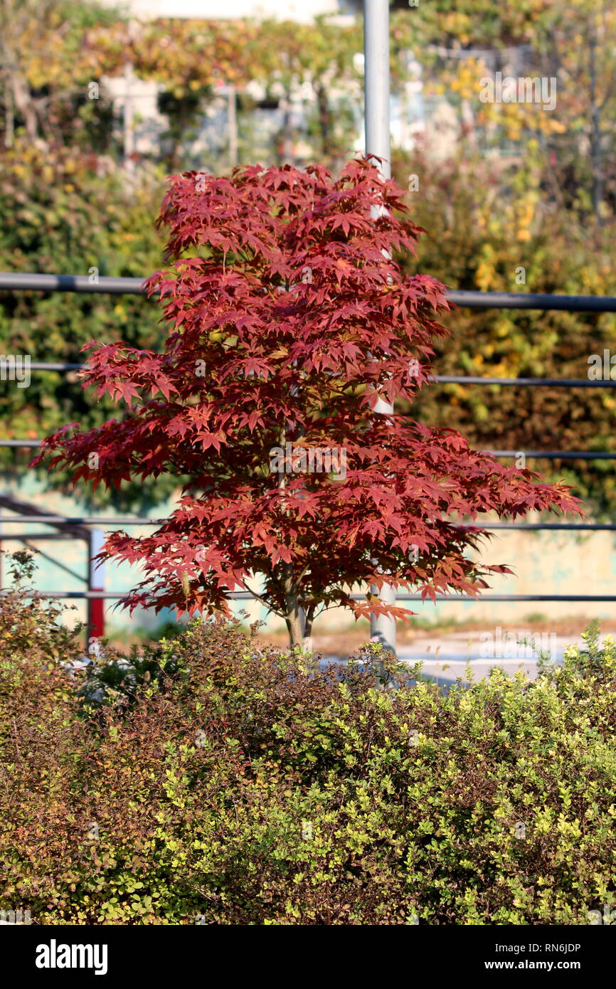 Giapponese acero rosso o Acer palmatum o Palmate acero o liscia di acero  giapponese hardy piccola struttura decorativa con scuri foglie rosse Foto  stock - Alamy