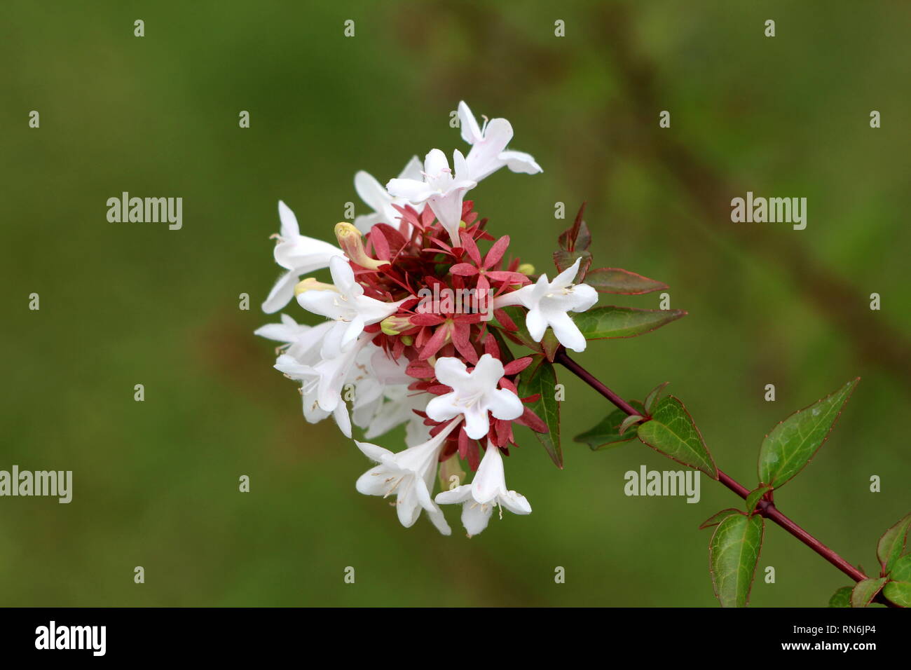 Linnaea grandiflora o Abelia grandiflora o lucido Abelia fitta semi arbusto sempreverde ramo densamente coperti con piccoli ovali lucide foglie di colore verde scuro Foto Stock