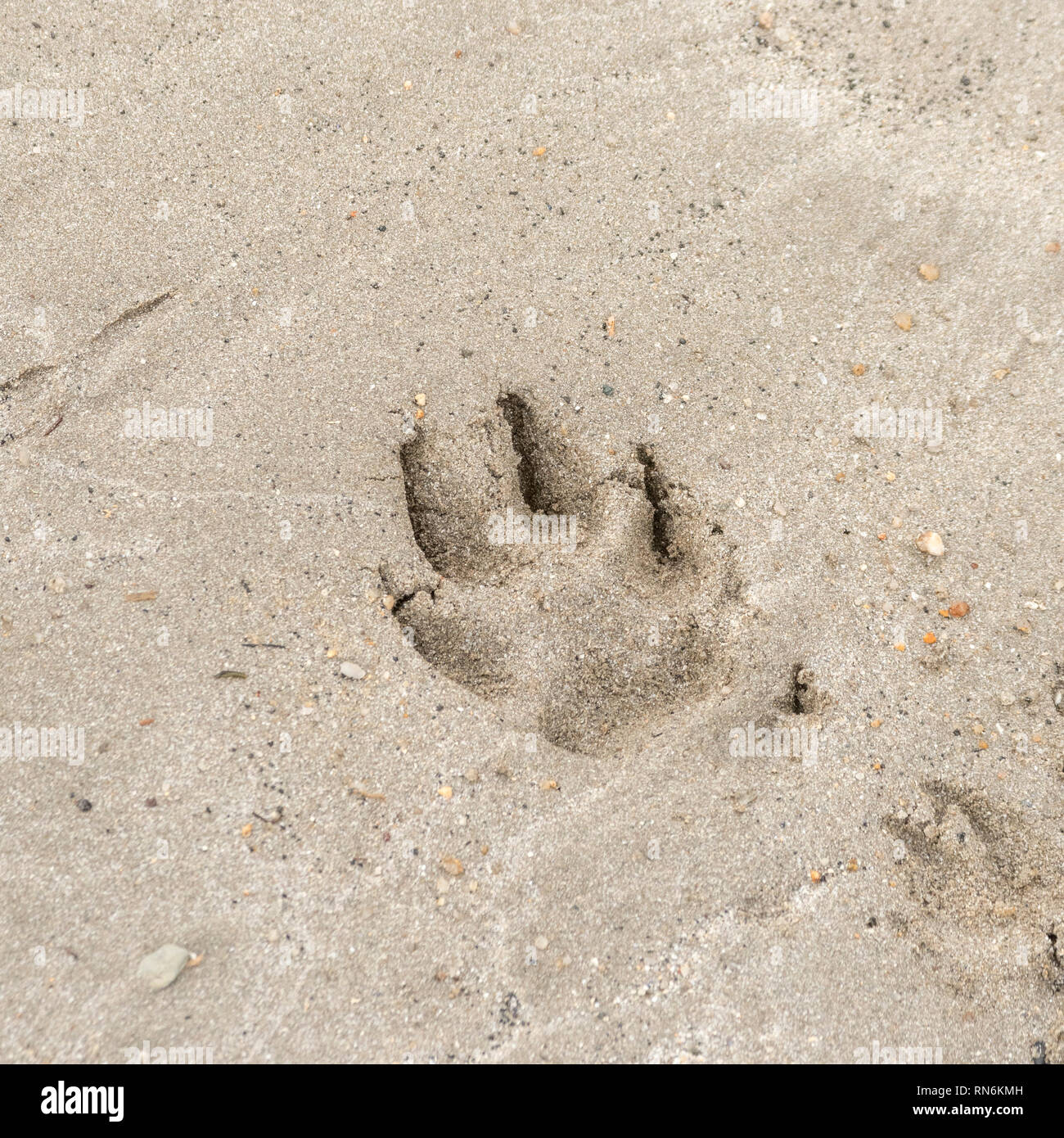 Zampa del cane stampa sulla spiaggia sabbiosa. Metafora di proprietà di pet, cane proprietà. Foto Stock