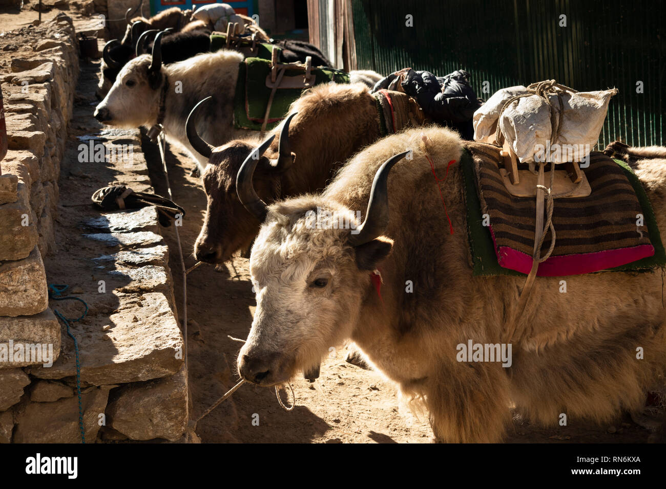 Il Nepal, Namche Bazaar, Mercato, yak utilizzati come animali da soma per il trasporto di merci nella montagnosa regione Khumbu Foto Stock