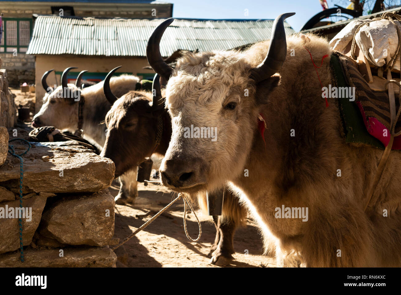 Il Nepal, Namche Bazaar, Mercato, yak utilizzati come animali da soma per il trasporto di merci nella montagnosa regione Khumbu Foto Stock