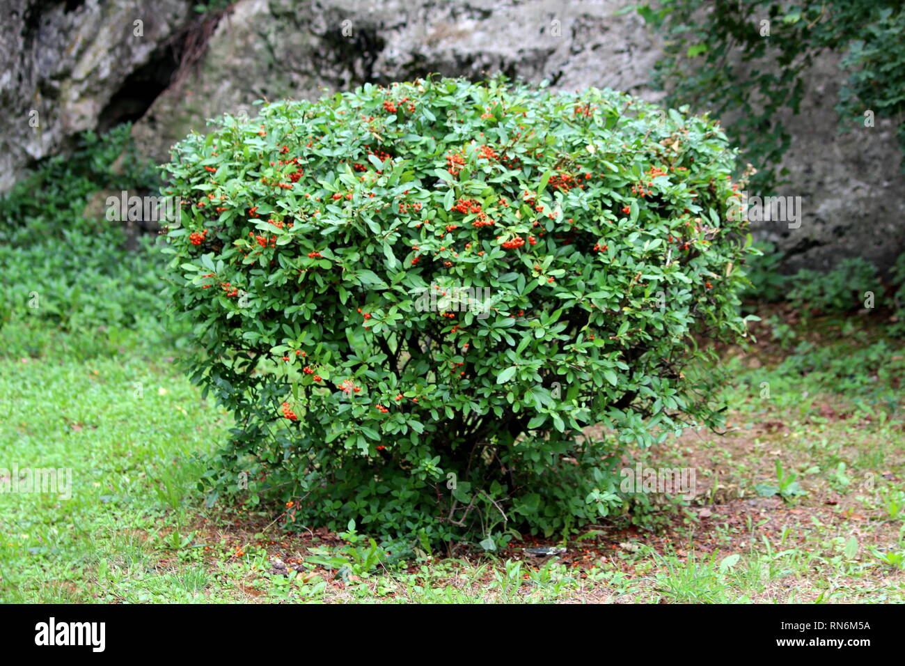 Scarlet firethorn o Pyracantha coccinea o rosso o firethorn Firethorn coltura vegetale come piccolo bush nel giardino locale con dense foglie verde Foto Stock