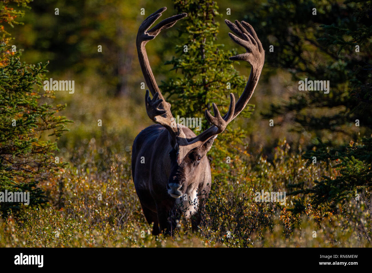 La renna noto anche come caribù in Nord America, è una specie di cervo con distribuzione circumpolare, nativo di artico e le regioni di montagna Foto Stock