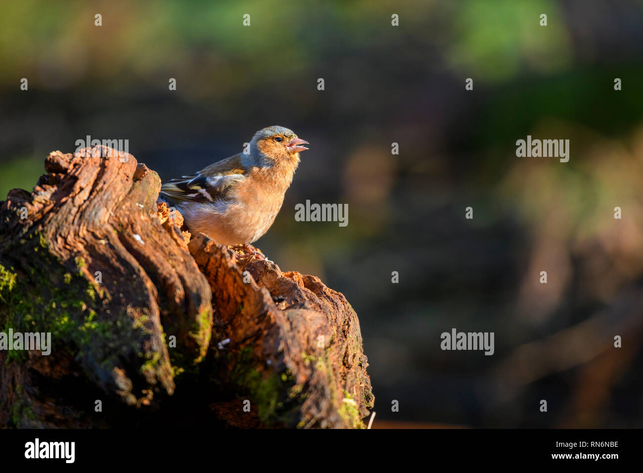 Maschio, fringuello Fringilla coelebs, Dumfries & Galloway, Scozia Foto Stock