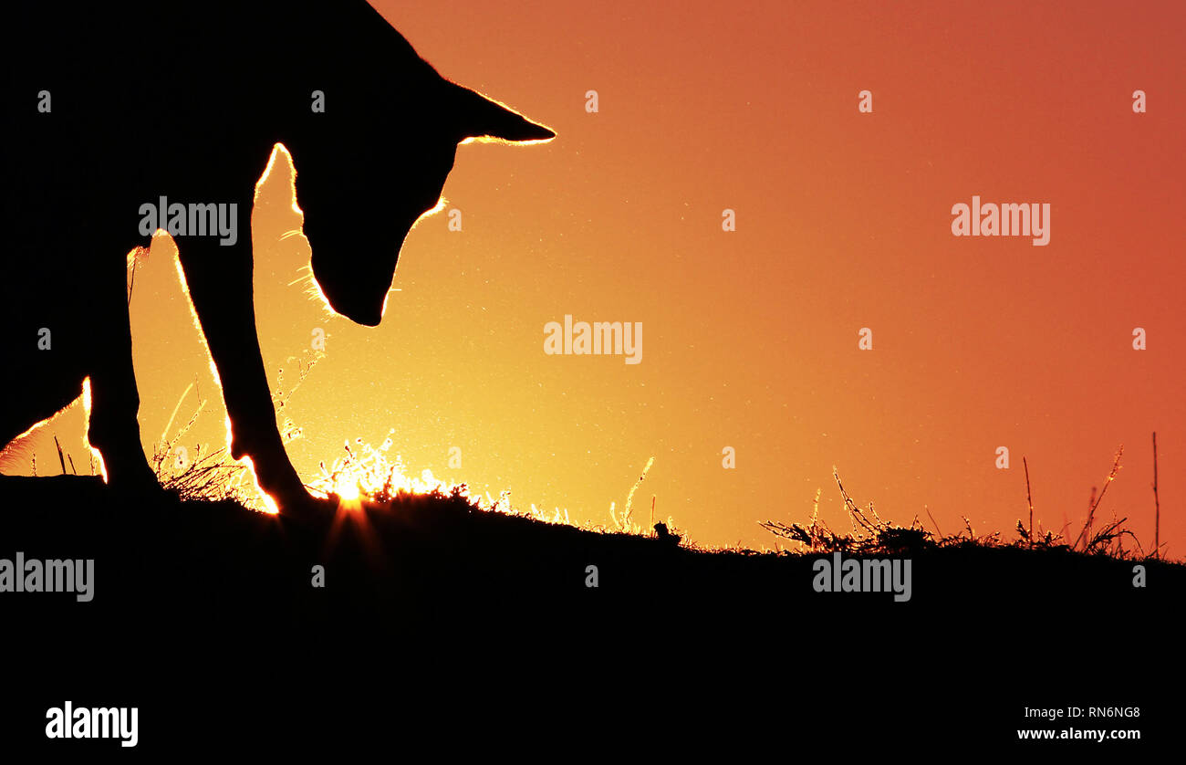 Cane sullo sfondo del tramonto di razza Pastore belga Malinois Foto Stock