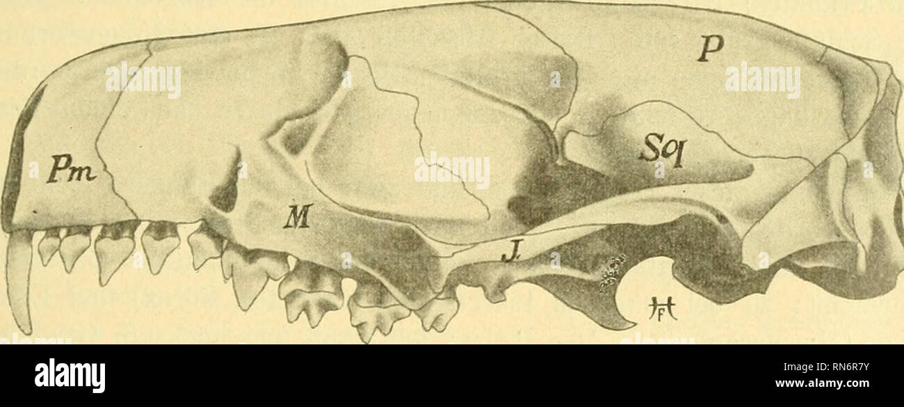. Anatomischer Anzeiger. Anatomia, comparativo, Anatomia, comparativo. Fig. 16. Galesaurus planiceps Owen. Dicynodon pardiceps OWKN.. Fig. 18. Erinaceus europaeus. kannt ist. Bei den Theriodontia (Fig. 16) und Dicynodontia (Fig. 17) ist dasselbe meines Wissens als selbständiger Knochen noch nicht essere- obachtet 2), und für die Säuger nehmen manche Forscher un, dass es 1) OsßORN rechnet die Ichthyopterygia zu den Diapsida; da sie aber nur eine Schläfengrube haben (die obere), er läßt die angeblich vor- handen gewesene untere sekundär überdacht sein. Ich kann nicht dem zustimmen. Auch Jaekel schließt Foto Stock