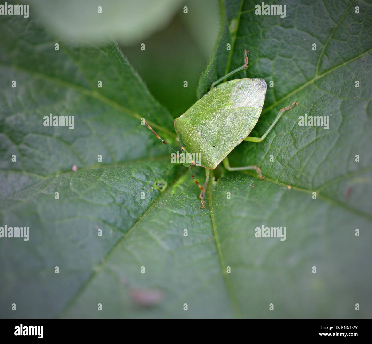 Macro di un verde bug su una foglia verde Foto Stock