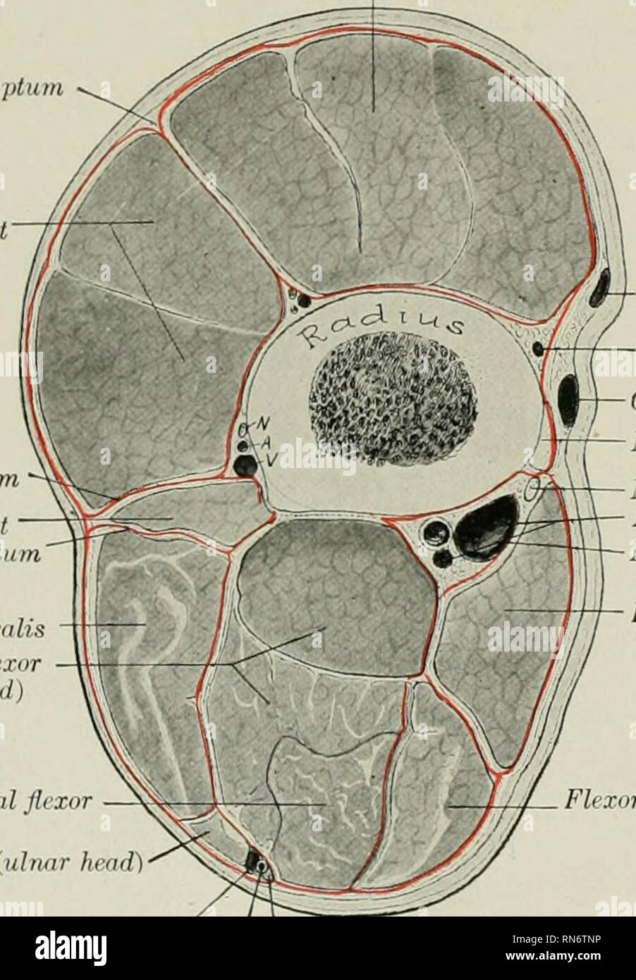 . L'anatomia di animali domestici. Anatomia Veterinaria. Nervo ulnare 817 nervo ulnare del nervo ulnare (Figg. 566, 567, 568, 652) nasce con la mediana dai componenti toracica del plesso brachiale. Esso scende tra i arterj brachiale' e vena, accompagnato per una breve distanza dal nervo radiale. Si attraversa poi la vena e continua a ridosso di quest'ultimo lungo il margine anteriore del tensore antibrachii fasciali e scende al di sotto del muscolo che in prossimità del gomito. Qui si è unito per le navi ulnare e passa verso il basso e indietro oltre il epicondyle mediale dell'omero. Nell'avambraccio Foto Stock