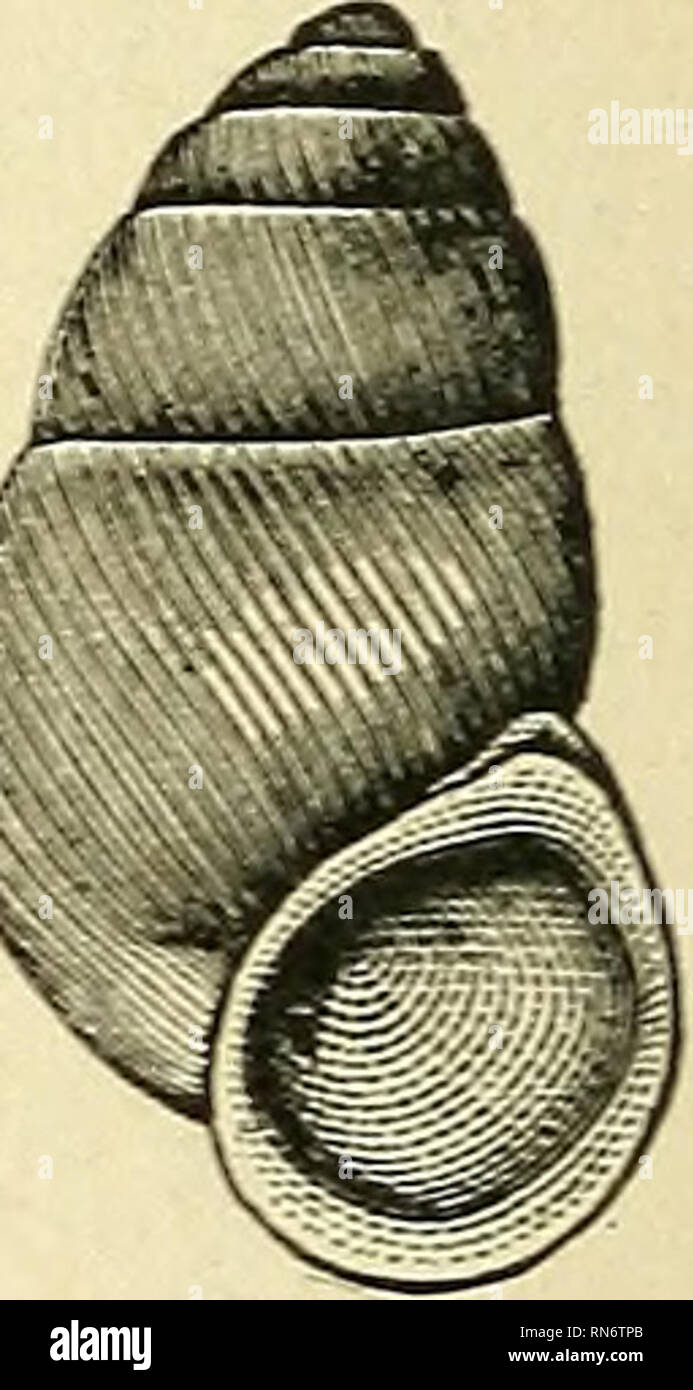 . La vita antica storia della terra; uno schema globale dei principi e i principali fatti della scienza paleontologica. Paleontologia. Fig. 220.-LinvuBa pyramidalis. Eocene. Fig. 221.-Physa colutnnaris. Eocene. 5'ig. 222.-Cyclostoma Arnoudii. Eocene. di ammonita nel cosiddetto " Lignitic Formazione " del Nord America ; ma i letti contenente questo può eventualmente essere piuttosto riferibili al cretaceo - e questa eccezione non pregiudica il fatto che la Ammojiitidce, come una famiglia, aveva essere- venire estinta prima dell'Eocene strati sono stati depositati. L antico genere Nautilus ancora su Foto Stock