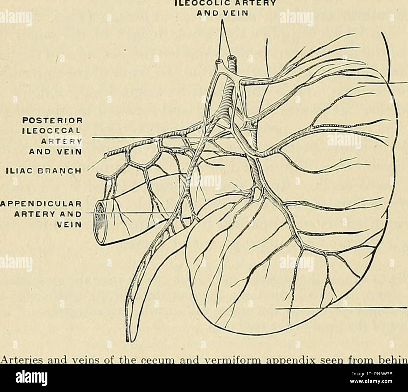 . Anatomia, descrittivo e applicata. Anatomia. 664 I SISTEMI VASCOLARI corso piccoli rami vengono emesse ai nodi e di altre strutture tra gli strati del mesenterio. (Vedere la descrizione delle anse vascolari nella sezione su gli intestini.) l'arteria ileocolic (a. ileocolica) è il ramo più basso dato dal con- cavità dell'arteria mesenterica superiore. Si scende tra gli strati del mesenterio a destra fossa iliaca, dove si divide in due rami. Di queste, la divisione inferiore anastomosi con la terminazione del mesen superior- teric arteria, formando Foto Stock