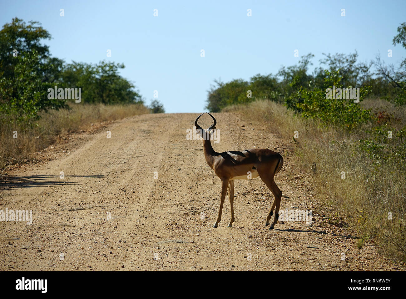 Gazelle nel deserto dell'Africa da solo . Foto Stock