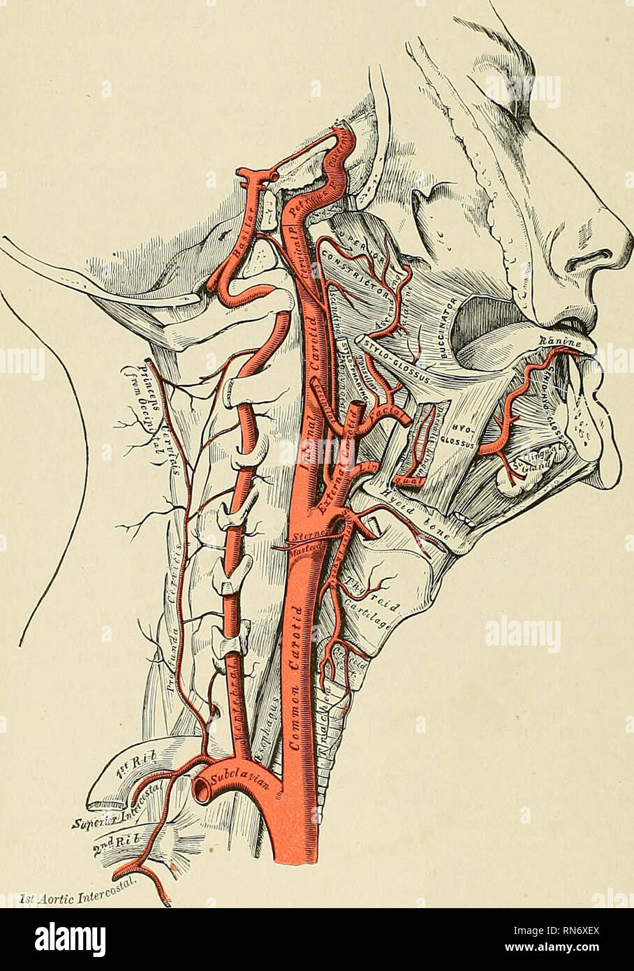 . Anatomia, descrittivo e applicata. Anatomia. 606 I SISTEMI VASCOLARI scapolare navi, e attraversando il suo angolo superiore nella stessa direzione, il trans- versalis colli arteria e vena. L'esterno della vena giugulare scorre verticalmente verso il basso dietro il bordo posteriore del muscolo Sternomastoid, per terminare in vena succlavia; esso riceve la trasversale e cervicale suprascapular vene, che occasionalmente formano un plexus di fronte all'arteria, e una piccola vena che attraversa la clavicola da cefalica. Il nervo di piccole dimensioni al muscolo Subclavius attraversa anche il triangolo intorno al suo centro. A l Foto Stock