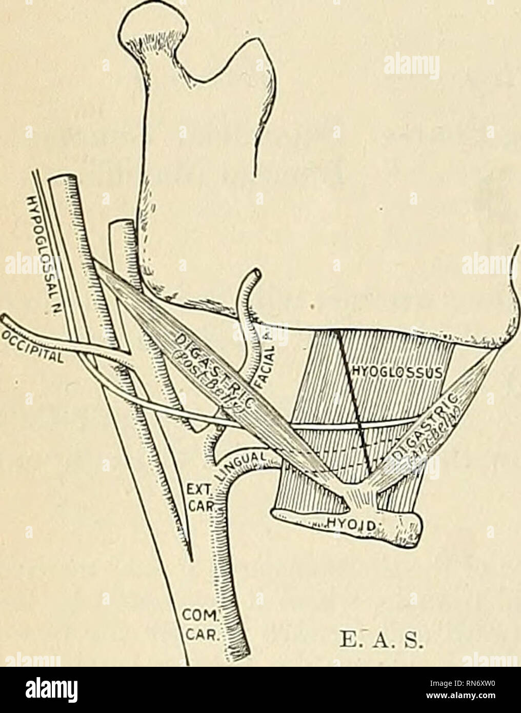 . Anatomia, descrittivo e applicata. Anatomia. 590 I SISTEMI VASCOLARI il bordo posteriore del lobo laterale del premistoppa anteriore e posteriore di rami anasto- mose gli uni con gli altri e con i rami della tiroide inferiore ed entrambi i rami invia alla ghiandola tiroidea (rami glandidares). Oltre le arterie distribuiti per i muscoli da cui esso è coperto e alla sostanza del premistoppa. Rami.-i rami della superiorità della tiroide sono i seguenti: Infrahyoid. Sternomastoid. Superior laringeo. Cricothyroid. Il ramo infrahyoid (ramus hyoideus) è piccolo, e corre alon Foto Stock