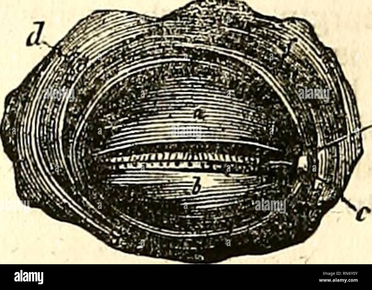 . La parte anatomica del corpo