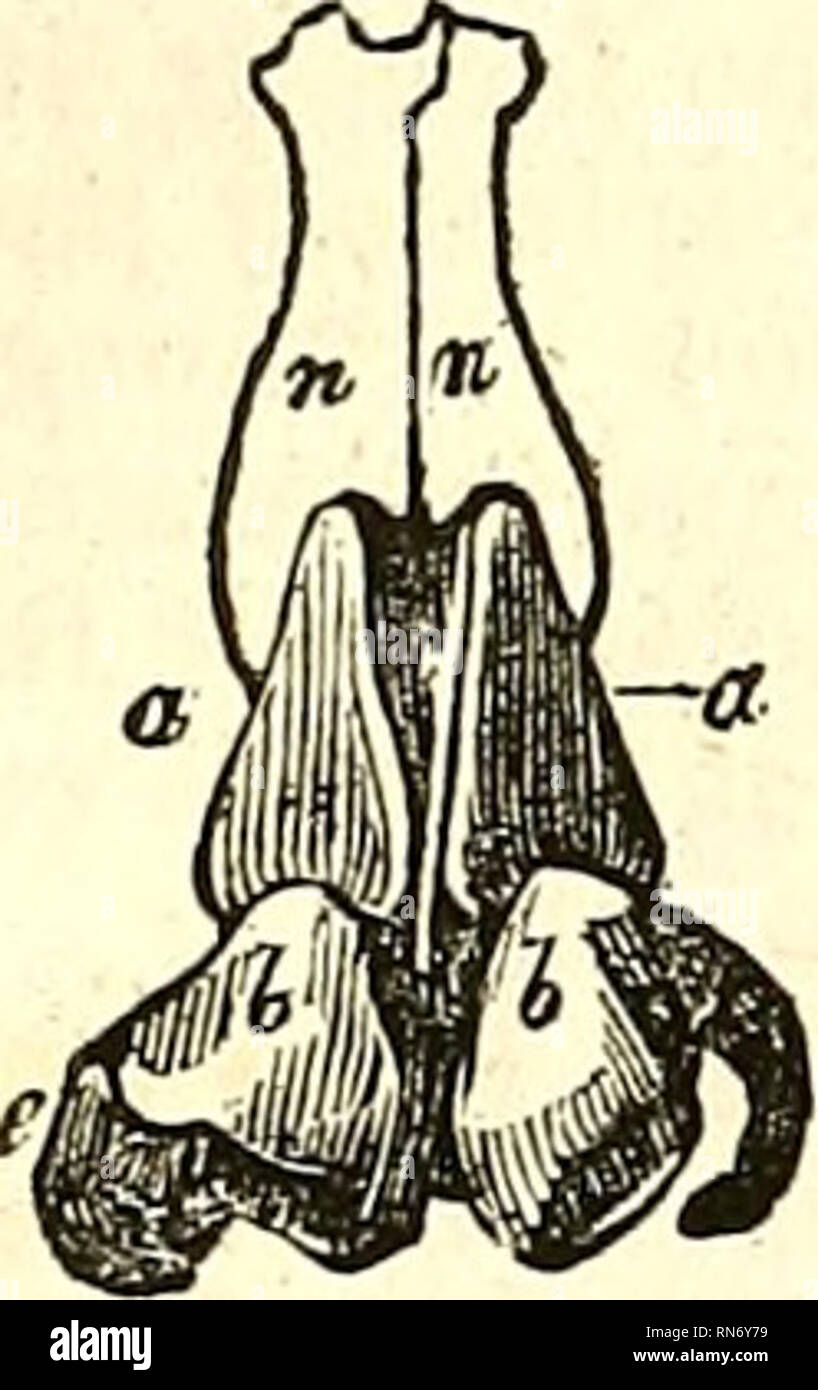 . La parte anatomica del corpo umano. Anatomia umana; Anatomia. 642 neurologia. La porzione ossea occupa la parte superiore dell'organo, e consiste di una corretta ossa nasali e dei processi ascendente del mascellare superiore le ossa. La parte cartilagineo consiste di due le cartilagini laterali del naso, a cui si può aggiungere la cartilagine del setto, sebbene piuttosto fa parte delle fosse nasali rispetto del naso propriamente detto ; e in secondo luogo delle due cartilagini alari, cartilagini o delle narici, facendo cinque in tutti i. A questo dobbiamo aggiungere alcuni noduli cartilaginei, situato Foto Stock