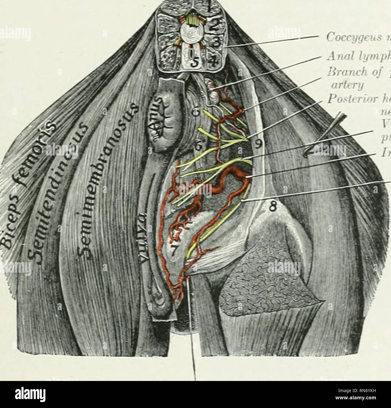 . L'anatomia di animali domestici. Anatomia Veterinaria. Il IXTERXAL ARTERIA ILLC 669 e obliquus internus addominali, dà rami di questi muscoli e termina nel obhquus externus, cutaneus, e la pelle del fianco. L'arteria iliaca interna l'iliaca interna o hypogastric arterie (Aa. h&GT;-pogastricae) risultato dalla biforcazione della aorta sotto la quinta o sesta vertebra lombare. Essi divergono in corrispondenza di un angolo di circa 60 gradi, e ciascun backrward passa sotto l'ala del sacro, poi si inclina verso il basso sulla superficie pehnc dell'albero dell'ileo, lungo il ventrale di bor Foto Stock