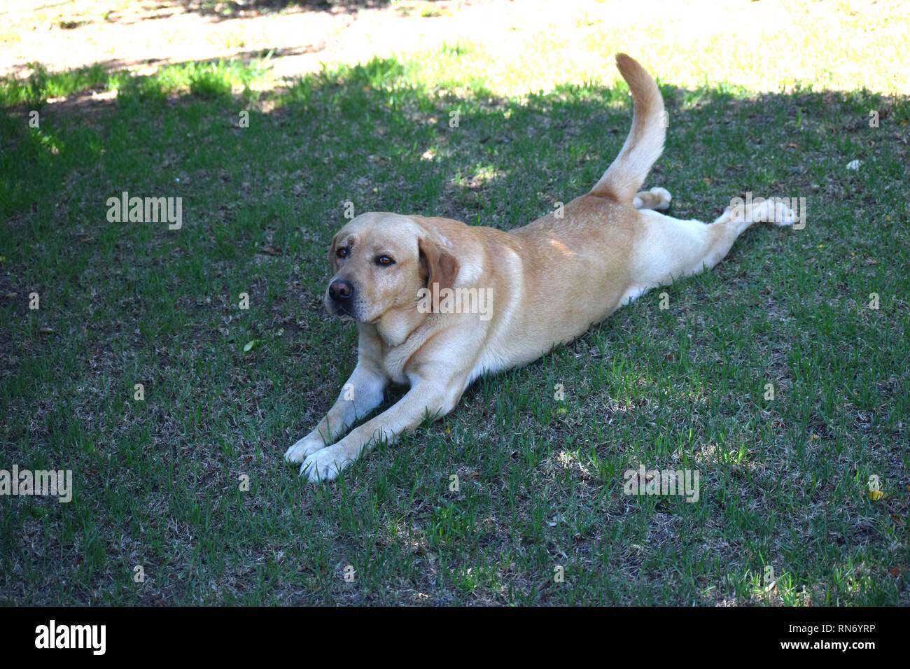 Famiglia labrador posa sull'erba Foto Stock