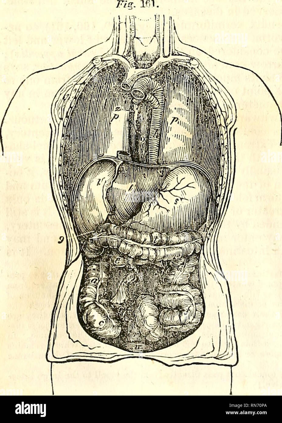 La Parte Anatomica Del Corpo Umano Anatomia Umana Anatomia 374 Splanchnology Girato Spesso Dietro Il Colon