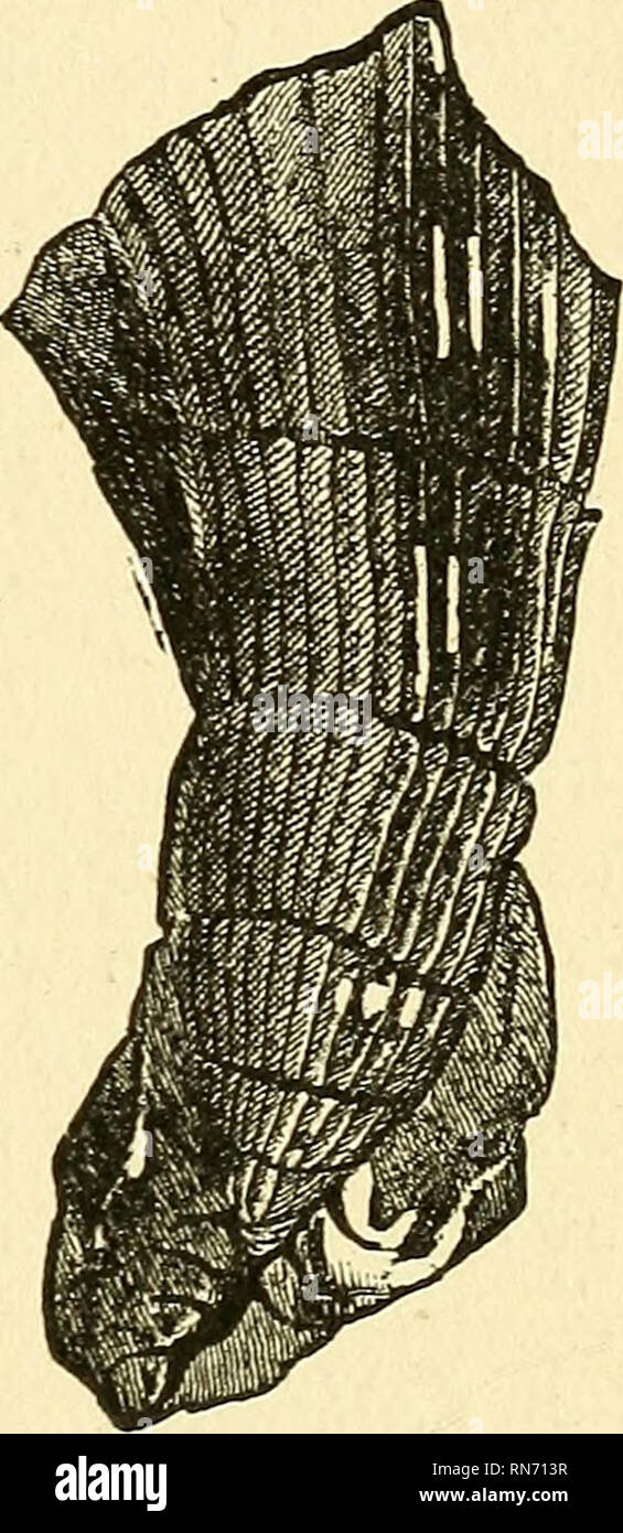 . La vita antica storia della terra; uno schema globale dei principi e i principali fatti della scienza paleontologica. Paleontologia. Fig. 109.-Calamites camuBformis. Rocce carbonifero, Europa amd America del Nord e in gran parte rappresentati generi come Neuropteris, Odontopteris (fig. 108), Alethopteris, Fecopteris, Sphe?iopferis, Hymejiophyllites^ &amp;c. I fossili noti come Calamites (fig. 109) sono molto comuni. Si prega di notare che queste immagini vengono estratte dalla pagina sottoposta a scansione di immagini che possono essere state migliorate digitalmente per la leggibilità - Colorazione e aspetto di queste illustrazioni possono Foto Stock