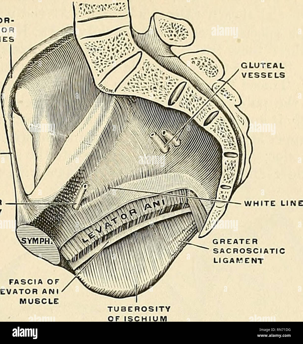 Anatomia, descrittivo e applicata. Anatomia. La fascia pelvica 449 in poi  dietro il compressore urethrae muscolo attraverso l'arco pubico, per essere  con- tinuous con lo scudo del lato opposto. Qui si