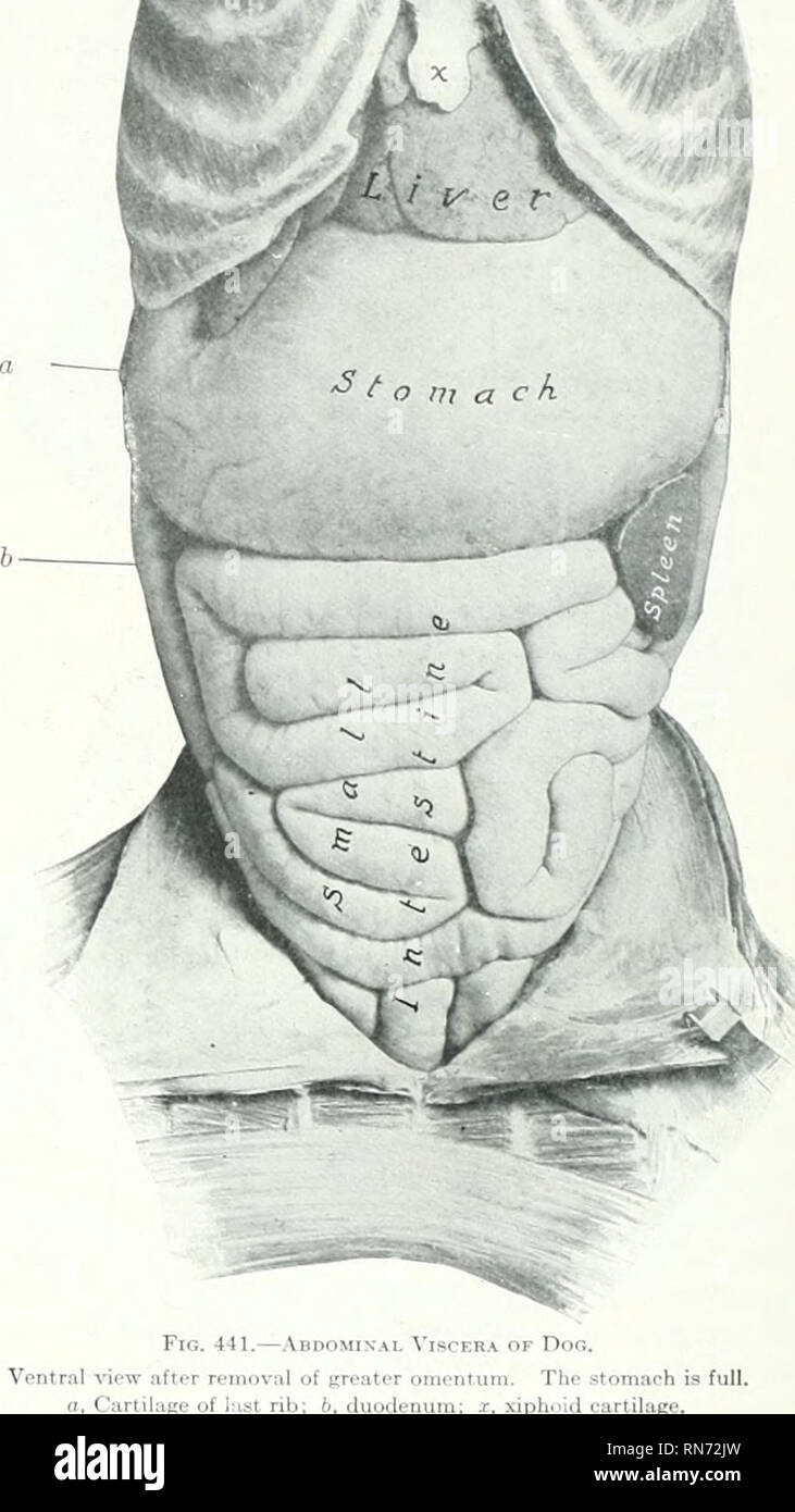 . L'anatomia di animali domestici. Anatomia Veterinaria. 500 SISTEMA DIGESTIVO DEL CANE L'intestino l'intestino è breve solo circa cinque volte tlie lunghezza del corpo. Il piccolo intestino ha una media lengtli di circa tredici piedi (ca. 4 metri). Esso oeeupies la maggior parte delle cavità ainlominal beiiind il fegato e lo stomaco. Il duo- denum inizia al piloro e passa indietro e un po' dorsalmente, in un primo momento. Fig. 441.-.bdomin. Vic ventrale-w dopo la rimozione del grande (I. La cartilagine della costola hust; b, d iphoid cartilagine. sulla superficie viscerale del fegato th, poi in contatto con il fianco di destra Foto Stock