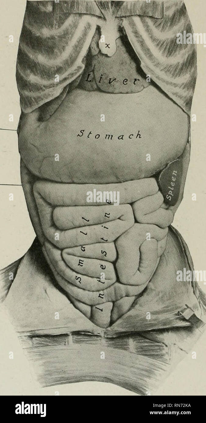 Anatomia Viscerale — Anatomia del Cimma