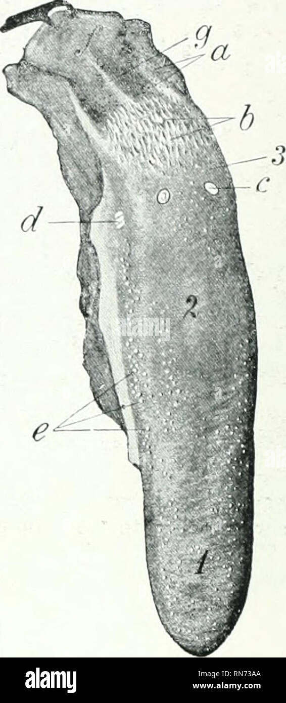 . L'anatomia di animali domestici. Anatomia Veterinaria. Fig. 411.-palato duro di Yod.vq pi 1, la papilla incisiva; 2, aperture del dovuto cisivi; 3, raphi^ del palato; una, incisivi; 6, dente; c, premolare denti; d, i denti molari. Fig. 412.-lingua di maiale. 1, Apex; ^, dorso; .i, radice; un, gli orifizi dei condotti delle ghiandole linguale; b, la papilla di radice; c, vallate papilla (non veramente così distinte come in figura); d, foliate papille; c, funghi- formare papillce; /, epiglottide (tirata indietro); g, mediano glos.so- epiglottic piega. (EUenberger-Baum, .nat. d. Haustiere.) papille sono presenti. Il fungiform papillte sono sm Foto Stock