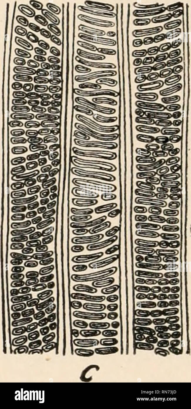 . L'anatomia di piante legnose. Botanica -- anatomia. FIG. 76.-Le navi dalla radice di Liriodcndron Tiilipifera (a e b); c, nave-come elementi formati dopo la lesione in non-vascular magnoliaceous genere Drimys. genere in cui la situazione è un po' diversa. Qui i box sono scalariform, come nel tracheary elementi dell'Pteridophyta, ma con un importante distinzione che non sempre viene mantenuta in mente in speculazioni evolutivo. In le felci e allied forme scalariform elementi sono una caratteristica primitiva di organizzazione del legno, mentre nel legno secondario delle angiosperme il scalari Foto Stock