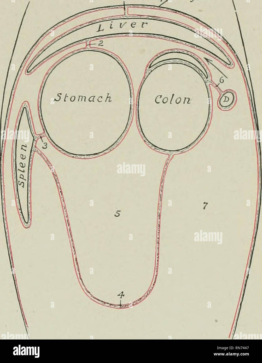. L'anatomia di animali domestici. Anatomia Veterinaria. Il peritoneo 443 a 30 cm.) sulla piccola colon. Si formano poi.s un angolo acuto, passa medialmente e in avanti lungo il colon di piccole dimensioni per la parte dorsale del hilus della milza, dove si mescola con il legamento sospensivo di quest'ultimo, e forma un incavo (Recessus lienalis) dietro il caucus saccus dello stomaco. Si passa ora lungo la hilus della milza ed è continuato per la maggiore curvatura dello stomaco dall'apparato gastro-cellule spleniche omento. È conveniente considerare la milza come essendo interca- affini nella parte sinistra del grea Foto Stock